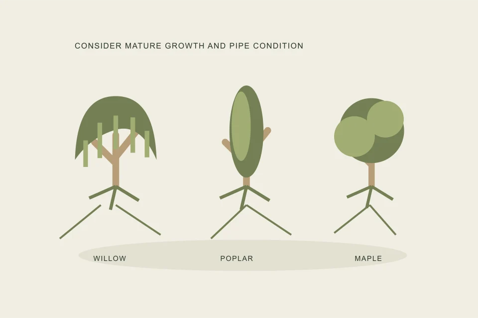 Conceptual illustration of willow poplar and broad-crowned maple botanical studies